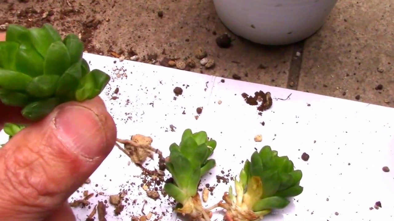 多肉植物 ハオルチア 姫玉虫haworthia Umbraticola 増やし方 株分け さし芽 植え付け Youtube