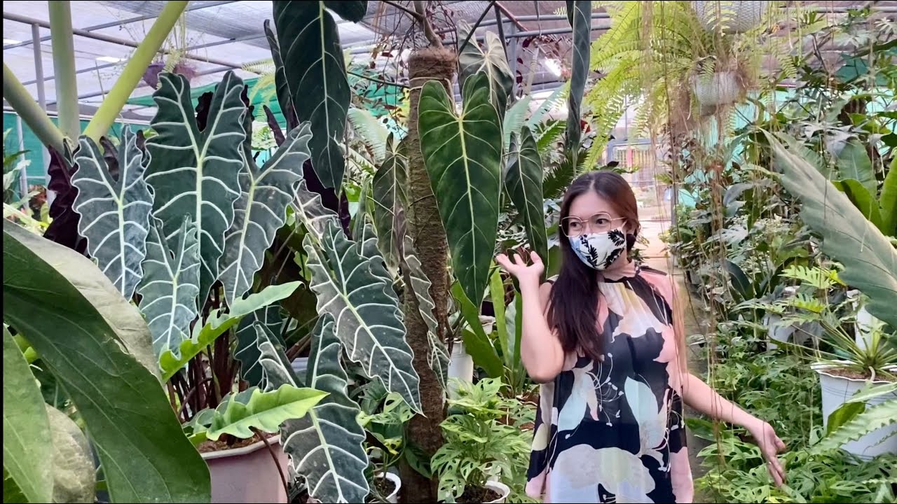 Plantita Journey Vlog #181 || I always enjoy Tita Neneng’s “Precious Garden” 👌🌻🌱🌿❤️