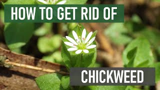 How to Get Rid of Chickweed (4 Easy Steps!)
