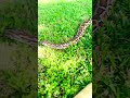 Burmese Python Handling 101: Nature vs Nurture #snake #exoticaquariumfish #reptiles