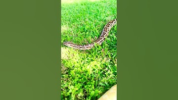 Burmese Python Handling 101: Nature vs Nurture #snake #exoticaquariumfish #reptiles