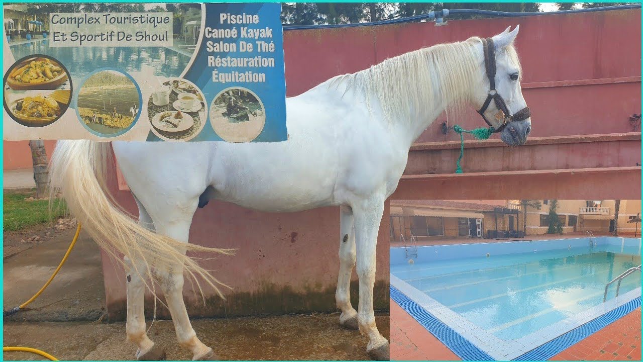 جولة في نادي السهول للفروسيةclub  d'équitation|تعلم ركوب الخيل🐎مسبح للكبار واخر للصغار 🏊