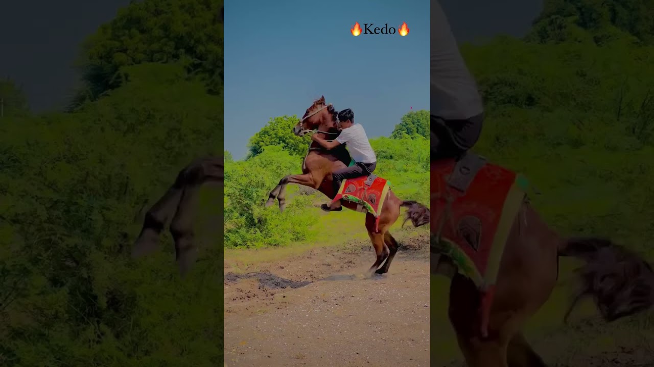 kedo 🐴|| horses lovers || kudva vala ghoda || Kathiyawadi ghodav ||