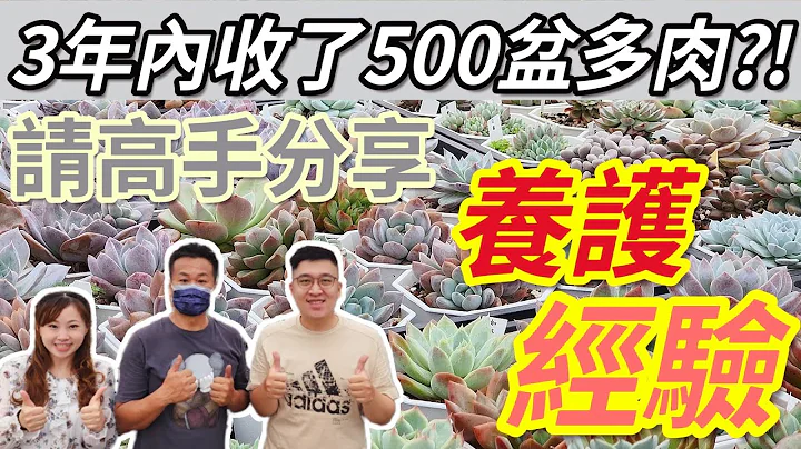 【多肉实验室】高雄多肉如何度夏？高手现身无私分享｜园子内满满的都是度夏美肉｜3年内收了近500盆多肉心得｜A&Y’s Succulent Laboratory - 天天要闻