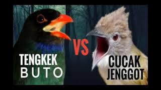 MASTERAN MANTAP JERNIH TENGKEK BUTO VS CUCAK JENGGOT