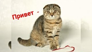 Моя Кошка Говорит Привет 🐱❤️😻❤️🥰