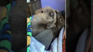 Baby Beaver Beeps || ViralHog