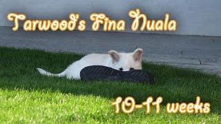 Tarawood's Fína Nuala; 10&11 weeks old (Icelandic Sheepdog Puppy, Amira's Blog 29.10.14) by MsAmiratastic 119 views 9 years ago 6 minutes