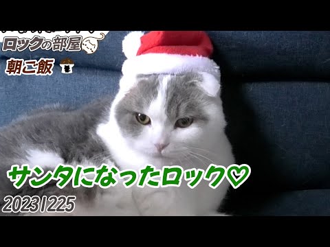 サンタになった猫が可愛い♡#猫#ネコ#スコティッシュフォールド#cat