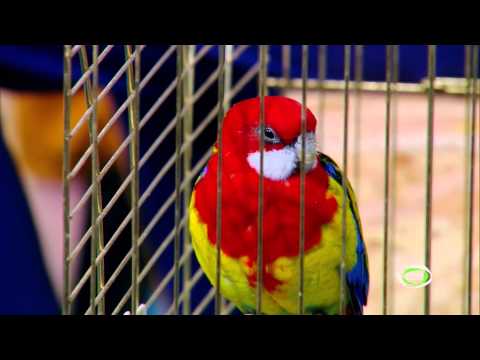 ვიდეო: რა შიდა მცენარეები საშიშია თუთიყუშისთვის