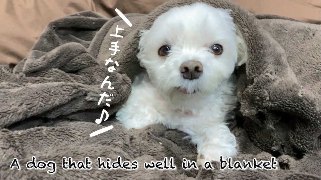 毛布が大好きすぎるマルチーズ | マルチーズ☆ナナの日々徒然