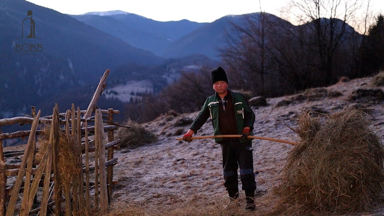 PROGRAMUL DE DIMINEAȚĂ LA TÂRLA LUI LUCIAN DURUIAN DIN MUNȚII CARPAȚI | HRĂNIREA VACILOR CU FÂN EP.4