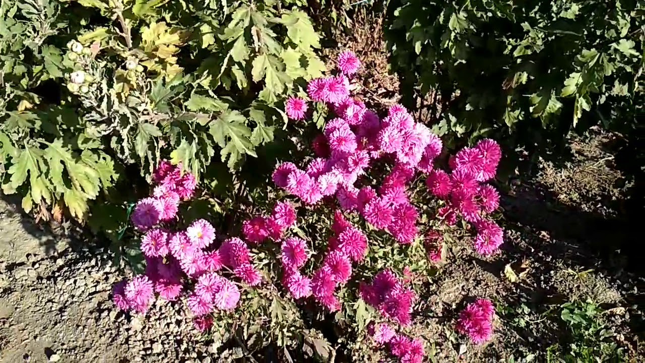 Роза"Алоха"и ее обрезка.