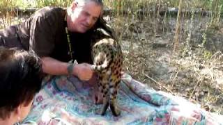 "Asa" the Serval