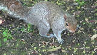 #squirrel #squirrel #eastparkhull@SylwesterWierzchon