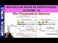 The Tryptophan Operon  | MOLECULAR BASIS OF INHERITANCE | PART 18