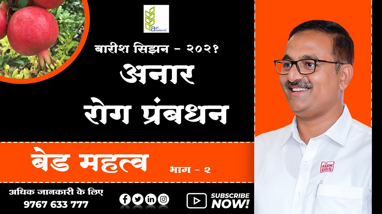 Pomegranate Disease Management |Importance of BED |Part - 02|अनार रोग प्रबंधन | बेड महत्व | B T GORE
