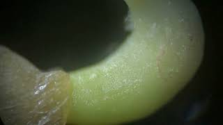 Celebrity Bell Pepper Seed & Radicle Under a Microscope Profile