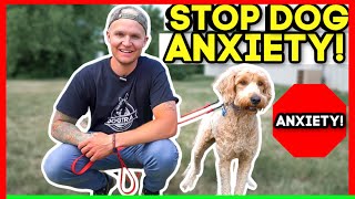 SEPERATION ANXIETY DOG TRAINING FOR FEARFUL DOODLE (TRANSFORMATION)