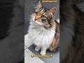 Şirin Sokak Kedisi #turkishcat #sokakkedileri #kediler #kediseverler #catvideos #catshorts #cats