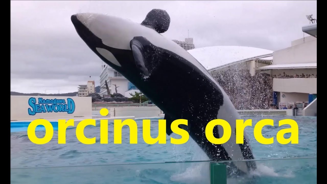 鴨川シーワールド２０１８ シャチパフォーマンス９１ Orcinus Orca Killer Whale Show Youtube