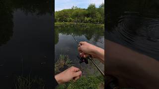 Forellenaction am Teich 💥🎣🔥 #fishing #angeln #fishingvideo #fish #trout
