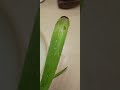 #aloevera plant helps in numerous ways! skin care is important is apart of ur health! subscribe