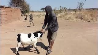 NDAMA.JIGUSHILAGA.SHOOKALI.25.7.2025