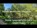 Звуки природы для сна и медитации. Соловей, кукушка, лес. Nature sounds for sleep and meditation.