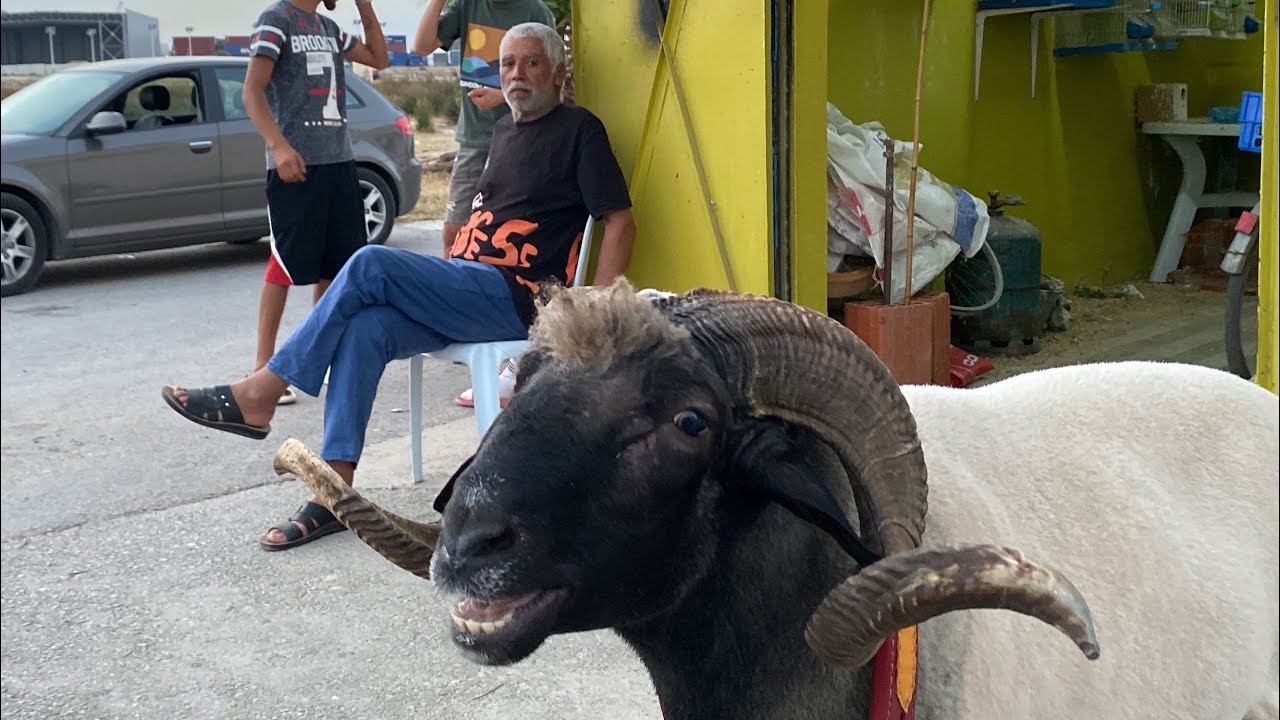 عندما يصبح الغرام إدمان 👏رادس تاريخ كبير ✅