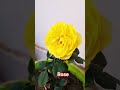 #rose #nature #flowers #trending #viral #garden #gardening #beautiful #beauty #shorts #gardeningtips