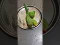 #funny #funnyvideo #birds #parrot