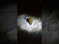 лисичка сестрича