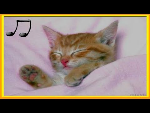 Video: Cuna Para Gatos