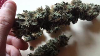 White Voodoo buds