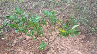 Training & pruning of 1 year citrus fruit