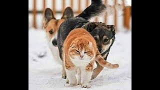 😺 За мной, трусишки! 🐶 Смешное видео с собаками, кошками и котятами! 🐱