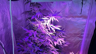 CANNABIS 11 WEEKS OLD AUTOFLOWERS AMNESIA HAZE AUTO- CRITICAL FAST AUTO