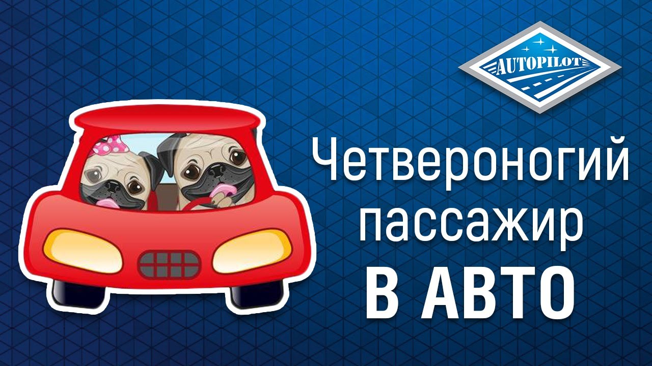 Перевозка животных в машине