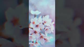 Futures embrace | Piano | Aehras Find me on Spotify, Apple Music and Youtube! #piano #aehras #album
Listen to Aehras on Spotify, Apple Music, and More:
https://distrokid.com/hyperfollow/aehras/fragments-of-a-distant-dream Futures embrace | Piano | Aehras Find me on Spotify, Apple Music and Youtube! #piano #aehras #album