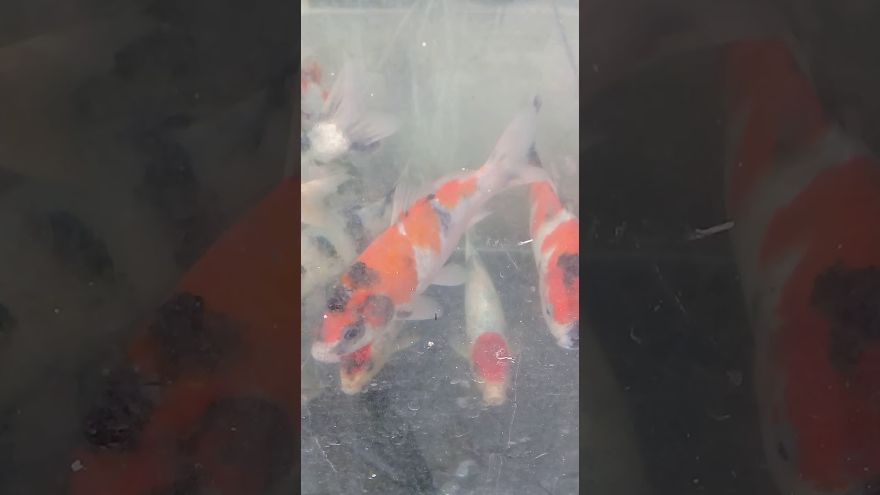 Karantina ikan koi - YouTube