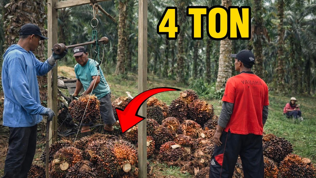 Nimbang sawit hasil panen hari ini 