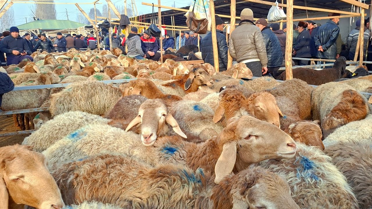 NAMANGAN UYCHI TUMAN YORQO'RG'ON XAYVON BOZORDAGI NARXLAR BILAN TANISHING.