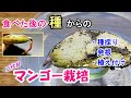マンゴーの鉢植え1 種採り/発根/植え付け