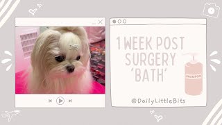 How to 'Bathe' Your Puppy 1 Week Post Spay by Daily Little Bits 171 views 1 year ago 1 minute, 57 seconds