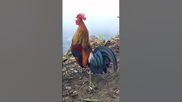 qaib qus sib twv qua.gà rừng thi nhau gáy