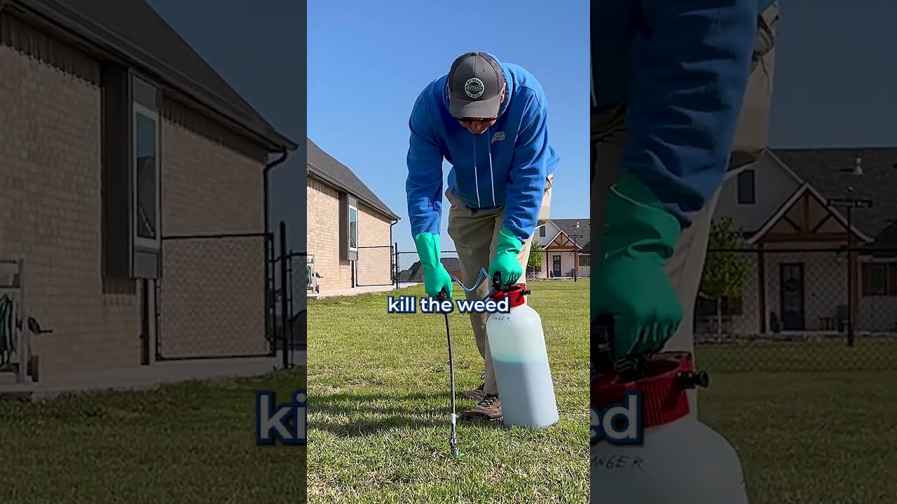 How To Get Rid Of Weeds In Your Lawn