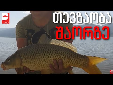 3 დღიანი თევზაობა შაორზე - თევზაობა დიდ თევზებზე 2019 წელი - 3 Day fishing session on Shaori