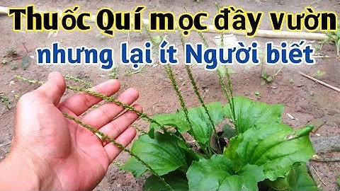 Bài thuốc trị Sỏi thận, Sỏi bàng quang, thanh lọc cơ thể, trị táo bón. PHAN HẢI Channel