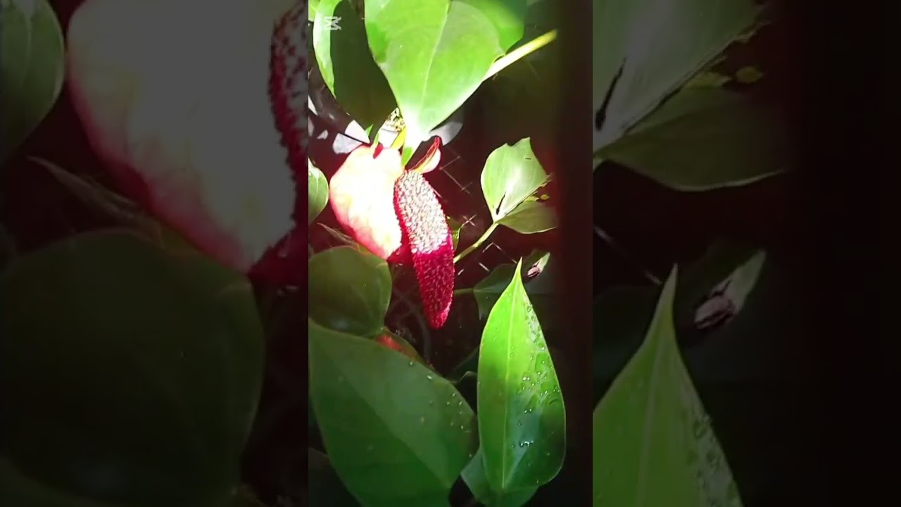 වටිනම බැංකොක් වර්ගවල මල් එක්ක මවුශාක100#0772106907 